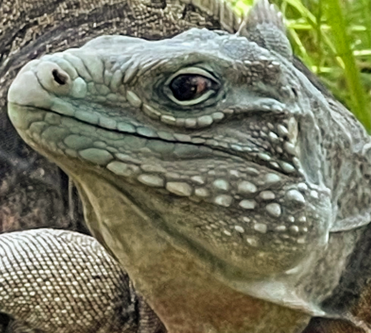 Texas Reptile Zoo (Bastrop,&nbspTX)